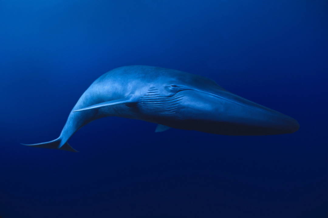 Blue Whale, Balaenoptera musculus, California by David Fleetham - Limited Edition. Edition of: 150. Signed.