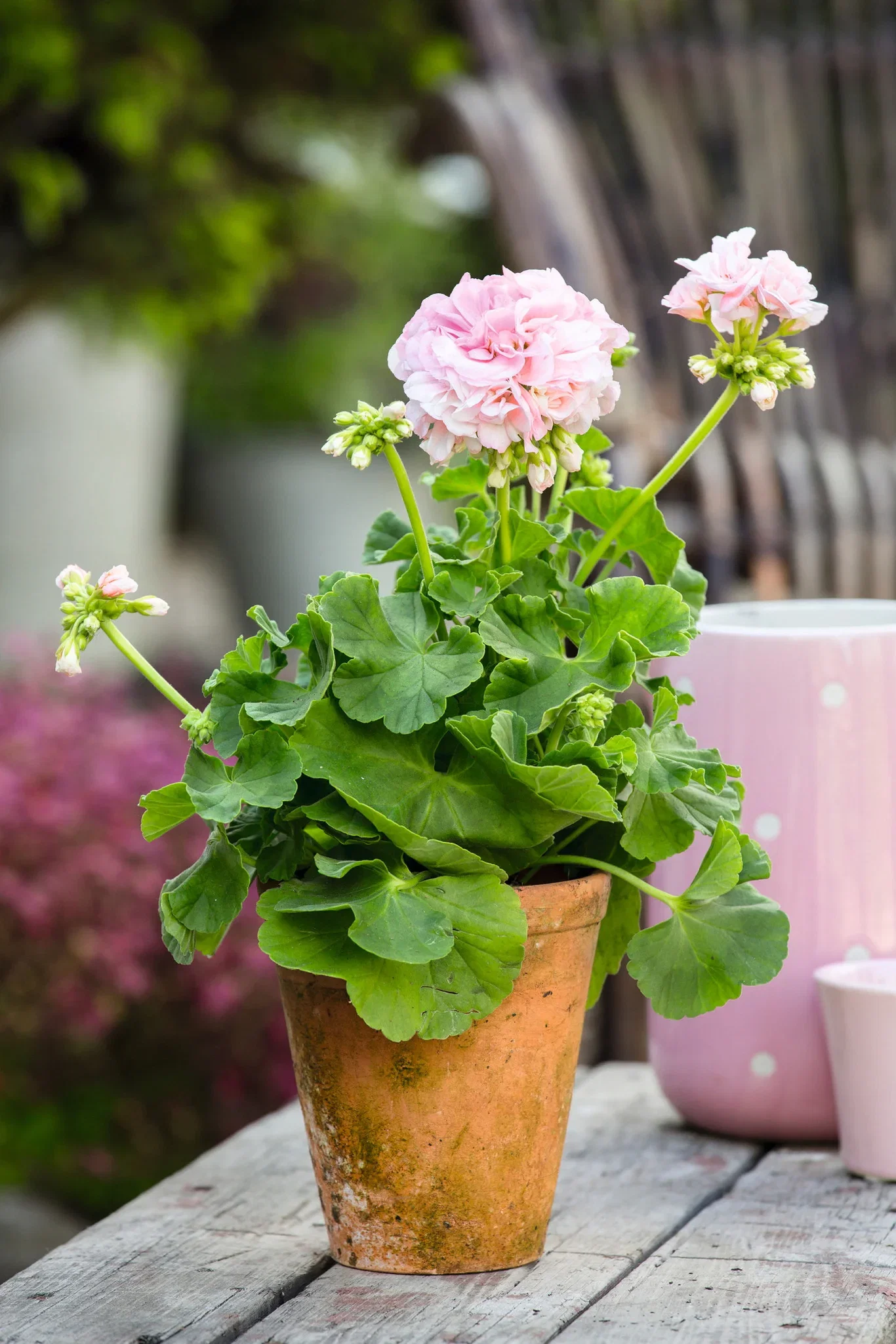 Pelargonium Pelargonia Zonale stikling Ø6 cm