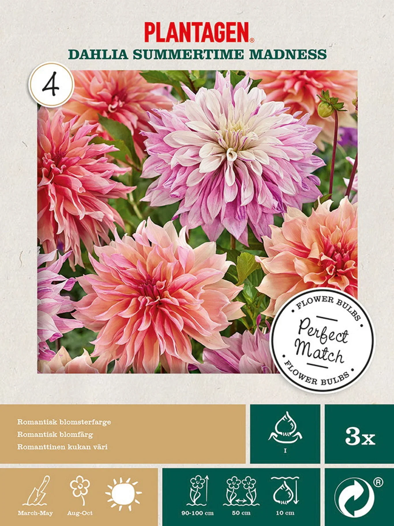Plantagen Georgine miks Summertime Madness
