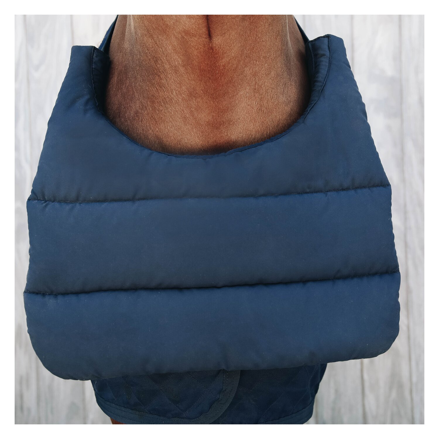 KENTUCKY Brustschutz Horse BIB - navy