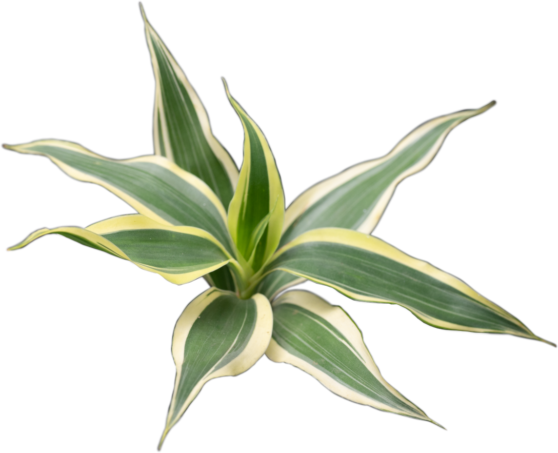 Waterplant Dracaena Sanderiana