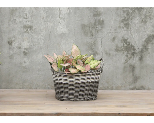 Plantenmand polyrotan Ø 40 cm H 26 cm bruin