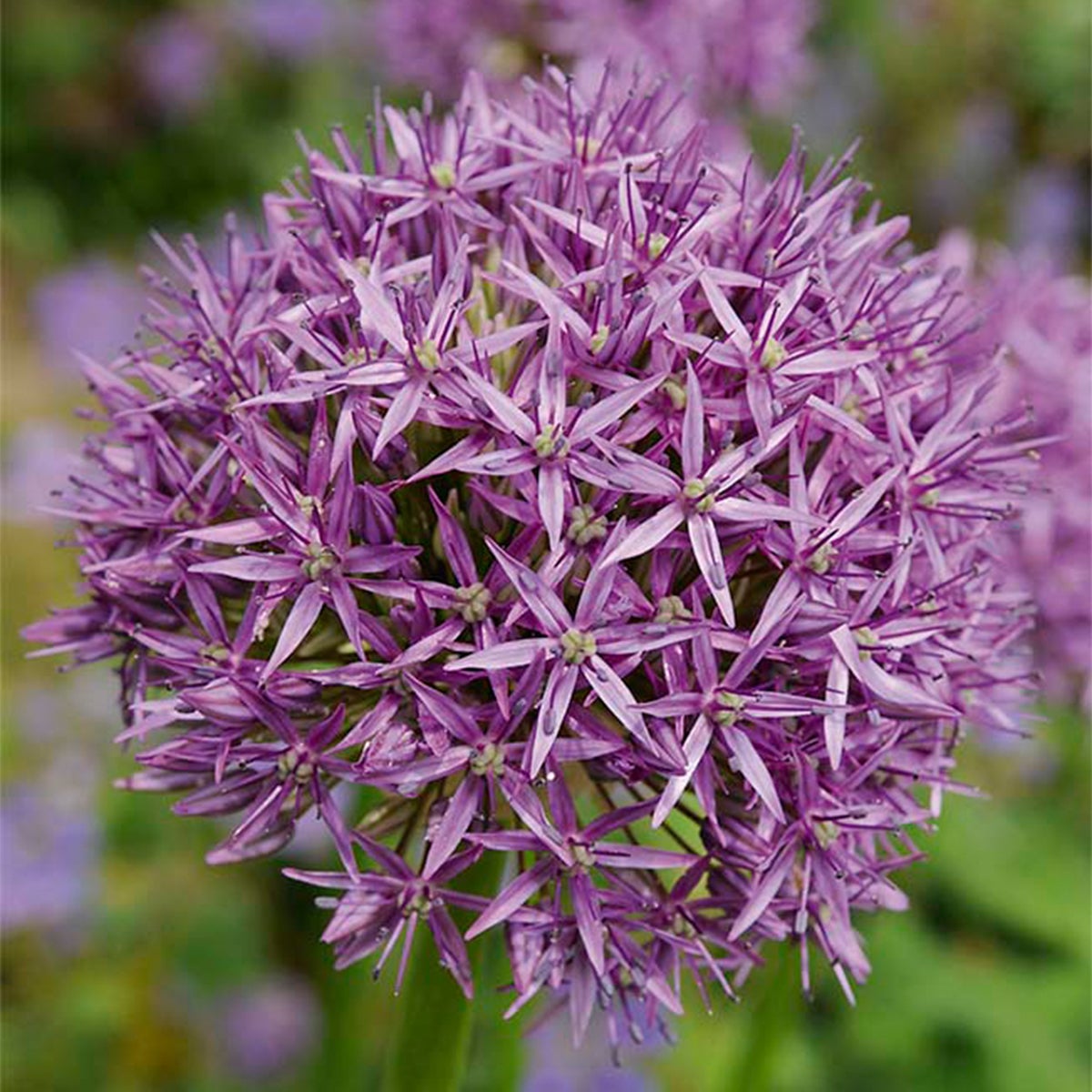 Bloomique – 15-pack mix – Allium Purple Sensation – Look – Sierbol – Paars – Bloembollen – Voorjaarsbloeiers – Vaste planten – Wordt 70–90 cm hoog