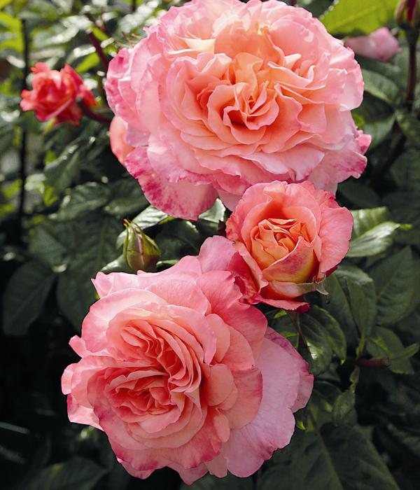 Edelrose 'Augusta Luise®'