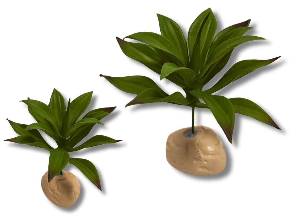 Planta Lilium para decoração de terrário