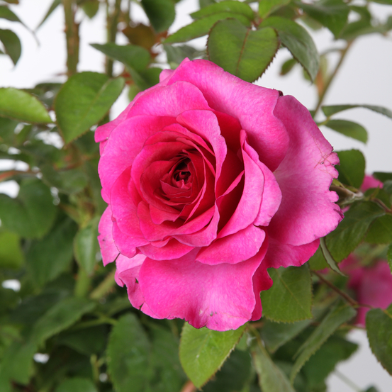 Rosier à grandes fleurs, variétés variables - pot 3L