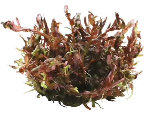 Rotala rotundifolia - Rotala rotundifolia 'Bloedrood' In Vitro