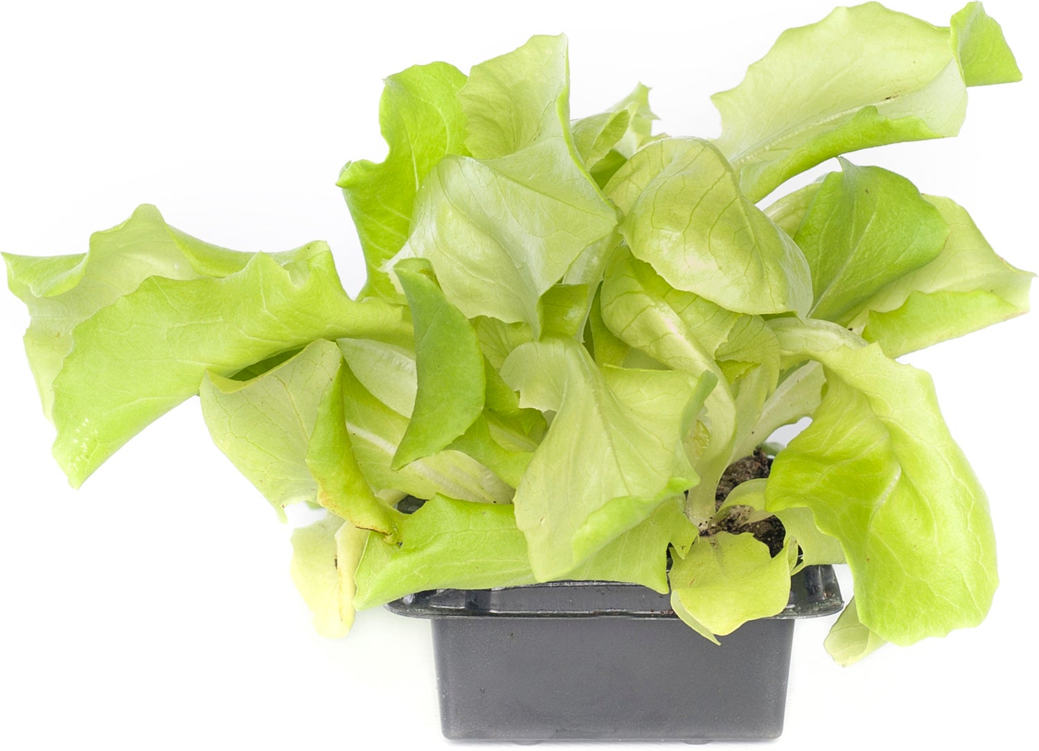 Vollegrondsla Groen (Lactuca sativa type)