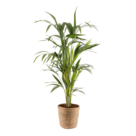 Howea forsteriana H110cm - pot vannerie D21 cm