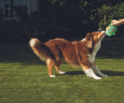 Chuckle Chums Hunde Spielzeug Interaktives Kau Plüschtier mit Geräuschen / Bewegungen Batteriebetrieben (VJUVACIND0012) - Assortiert