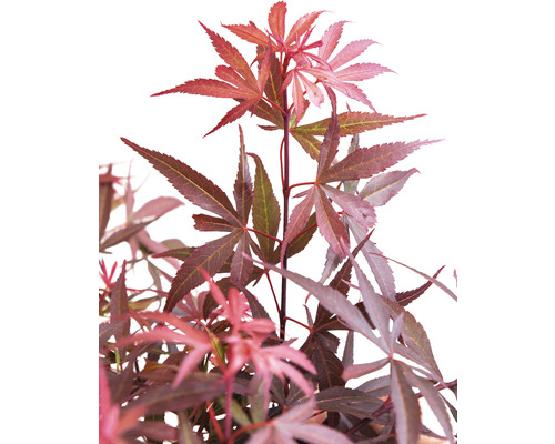 Japanse esdoorn Acer palmatum 'Shaina' H 50-60 cm Co 3 L