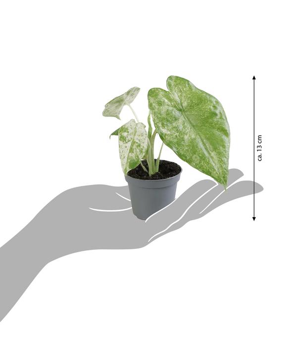 Pfeilblatt - Alocasia macrorrhiza 'Splash'
