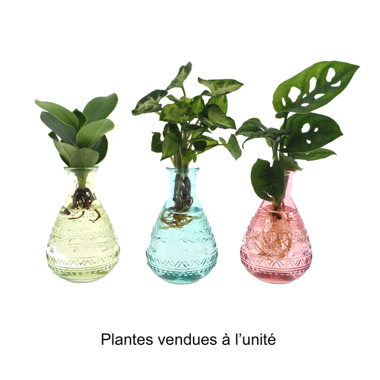 Compo de 3 plantes d'intérieur en verrerie D5cm
