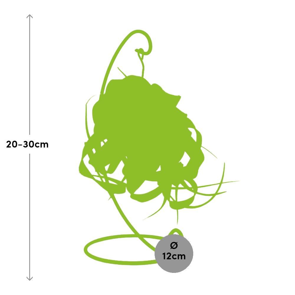 Plante d'intérieur - tillandsia king xero 23.0cm