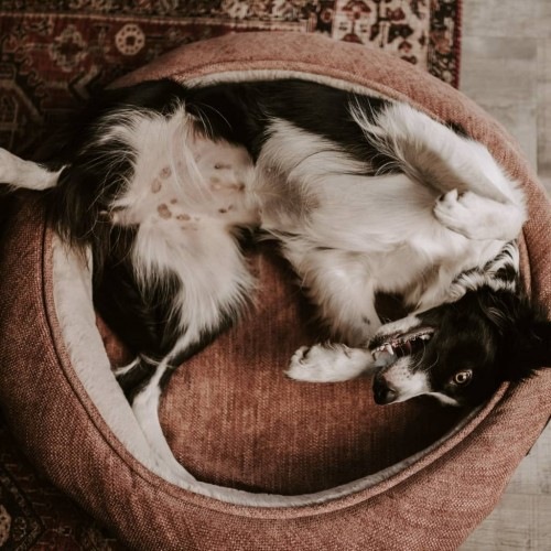 Cama redonda Halo para animais de estimação, rosa