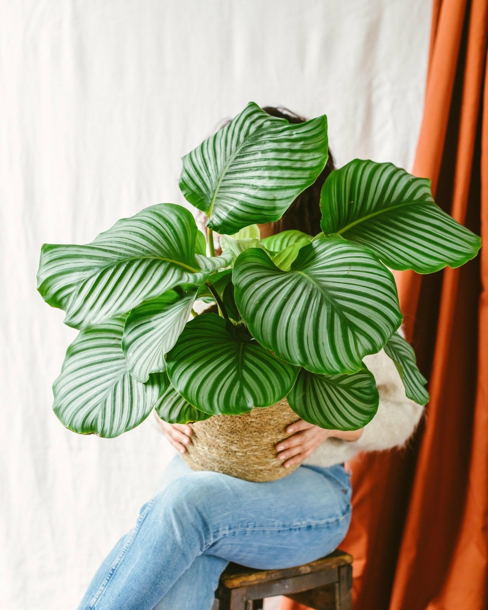Plante d'intérieur - calathea orbifolia l 50.0cm