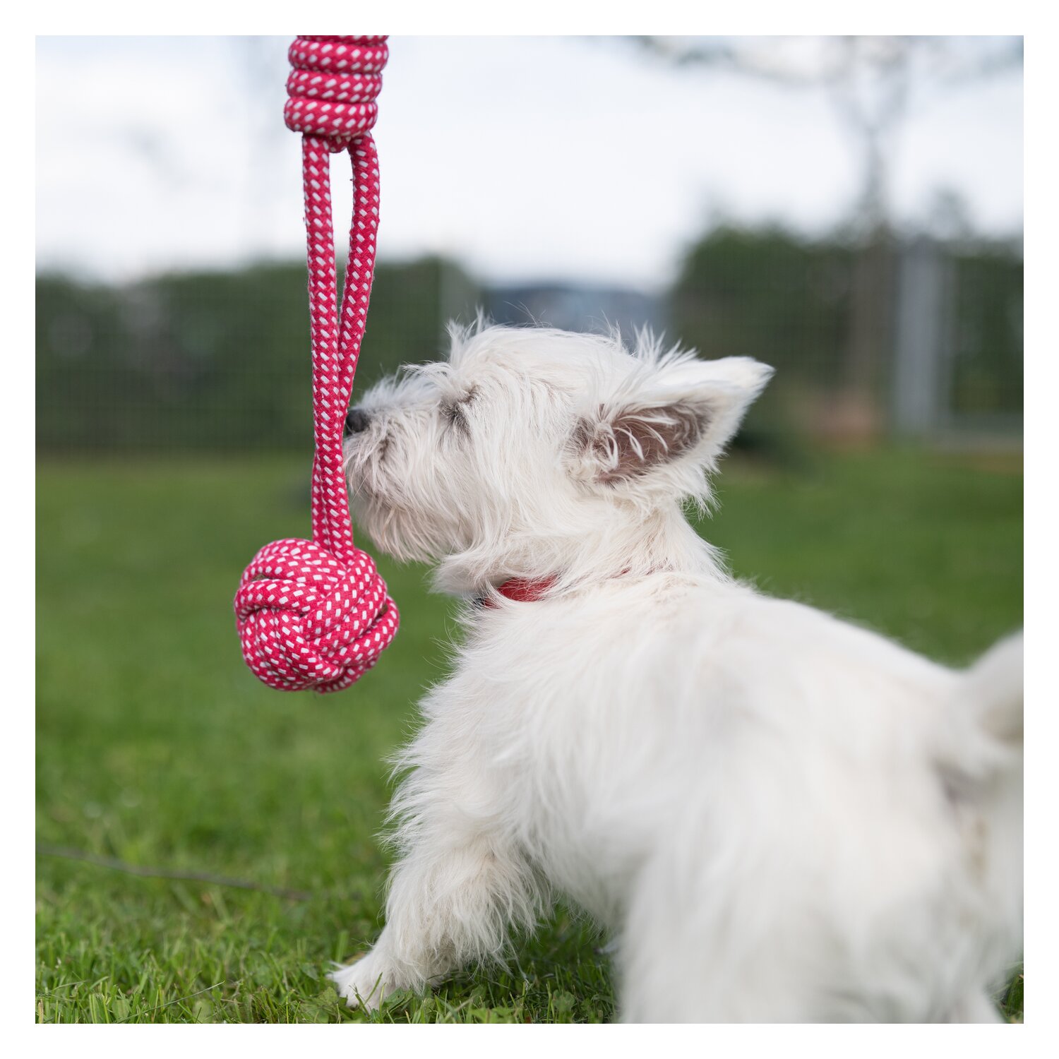 pawberry Tauspielzeug mit Griff  - pink