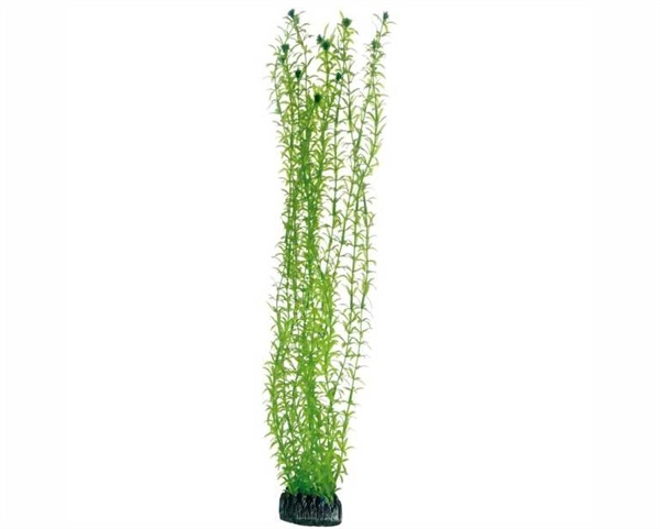 Hobby Plant Lagarosiphon 60cm