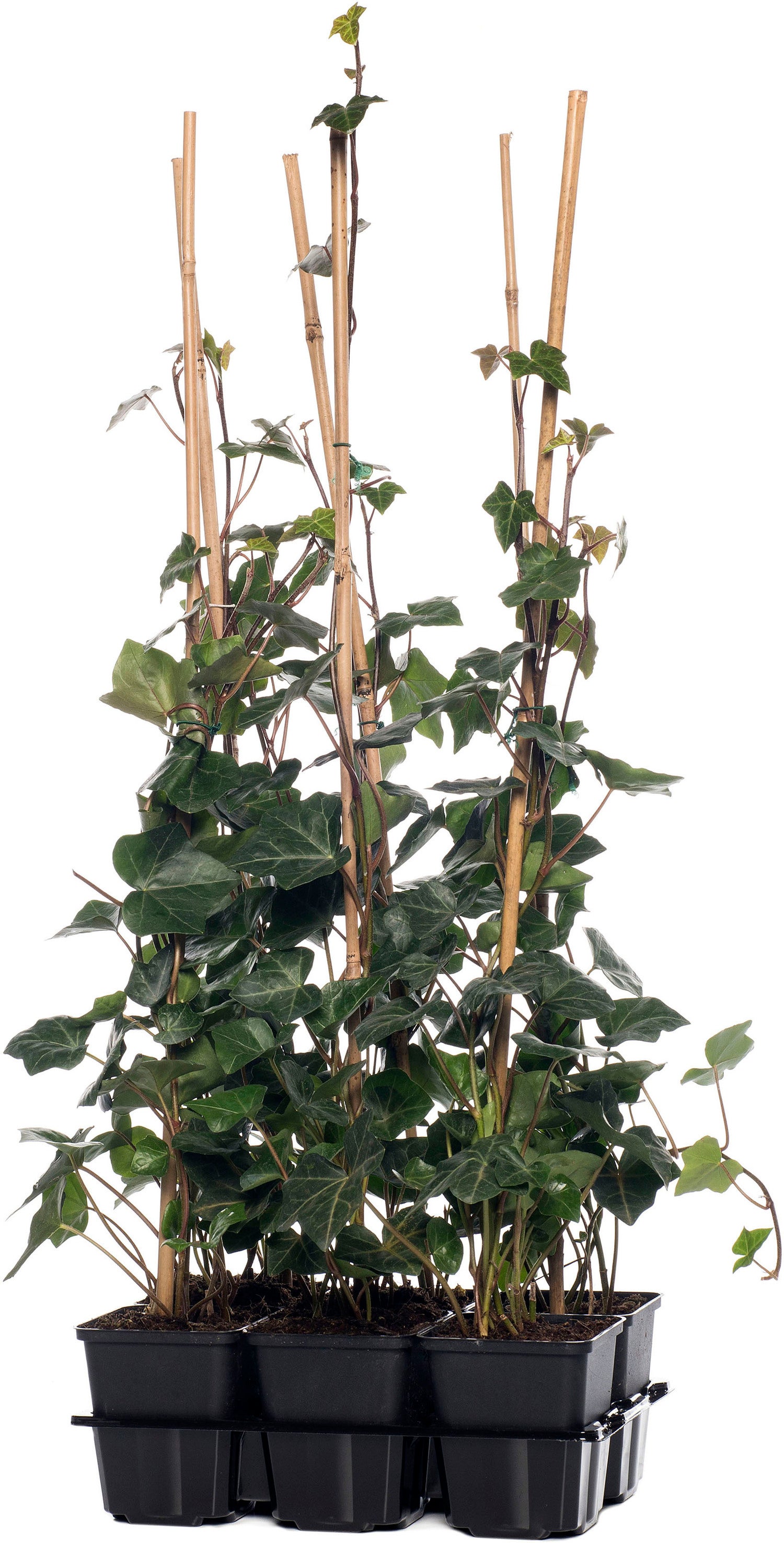 Klimop (Hedera hibernica) D 9 H 65 cm
