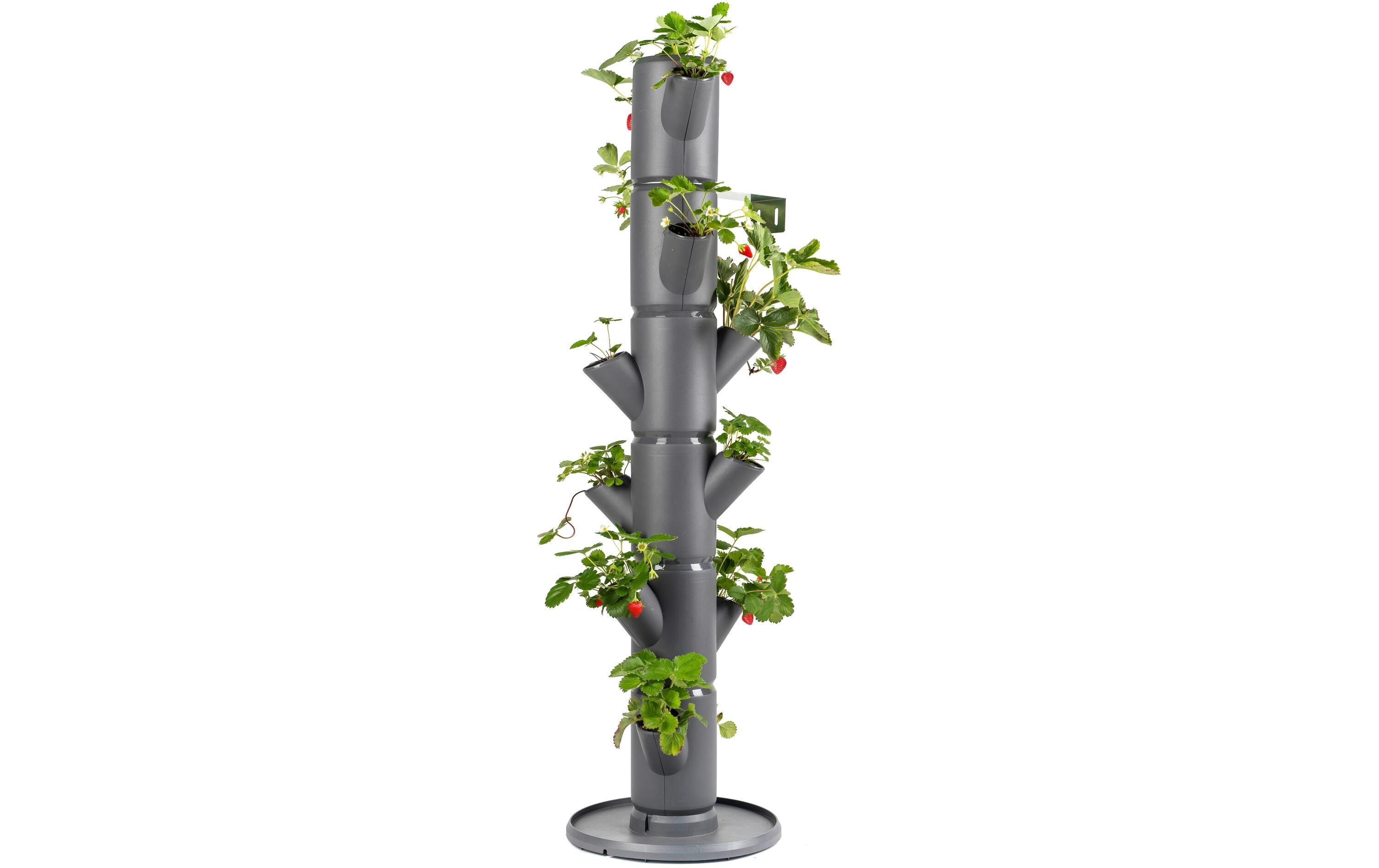 Aufzuchttöpfe SISSI STRAWBERRY Classic, AnthrazitUrban Gardening Erdbeerbaum