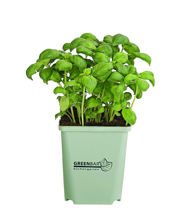 GREENBAR® Basilikum