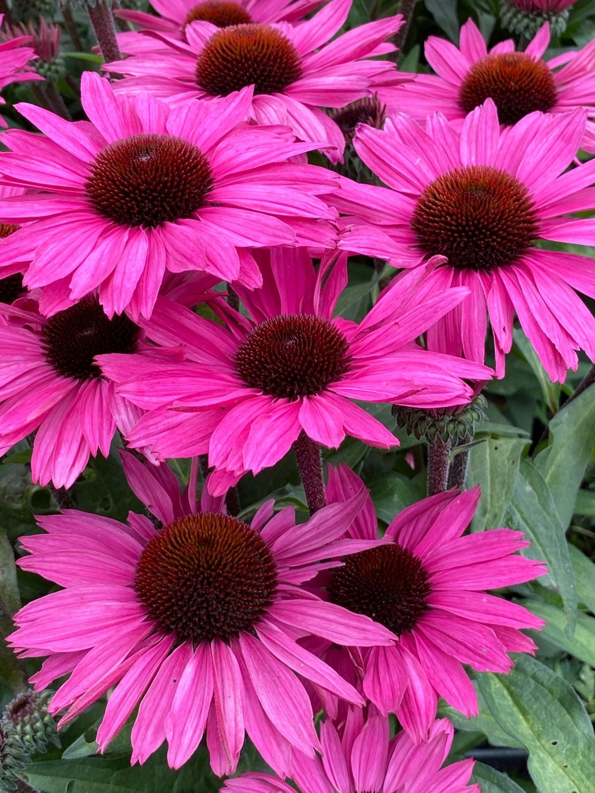 Zonnehoed (Echinacea purpurea 'SunSeekers Purple Candy') D 17 H 35 cm