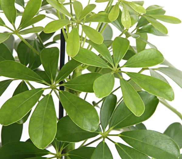 Strahlenaralie - Schefflera arboricola 'Nora'