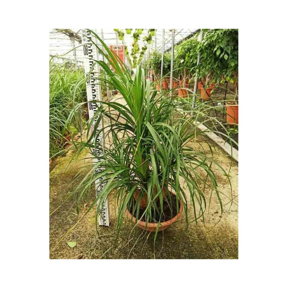 Beaucarnea recurvata [syn. Nolina r.] specimen taille pot de 60l - 1 tronc - 175/200cm