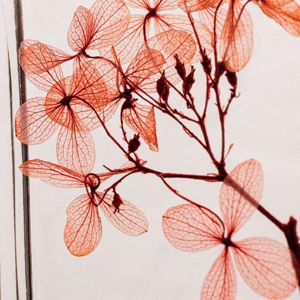 Fleur immergée hortensia peegee h10