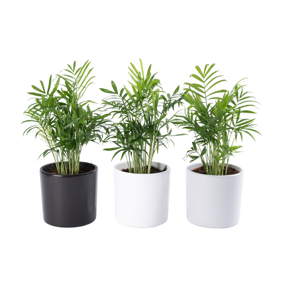 Palmier, Chamaedorea elegans - pot D12cm