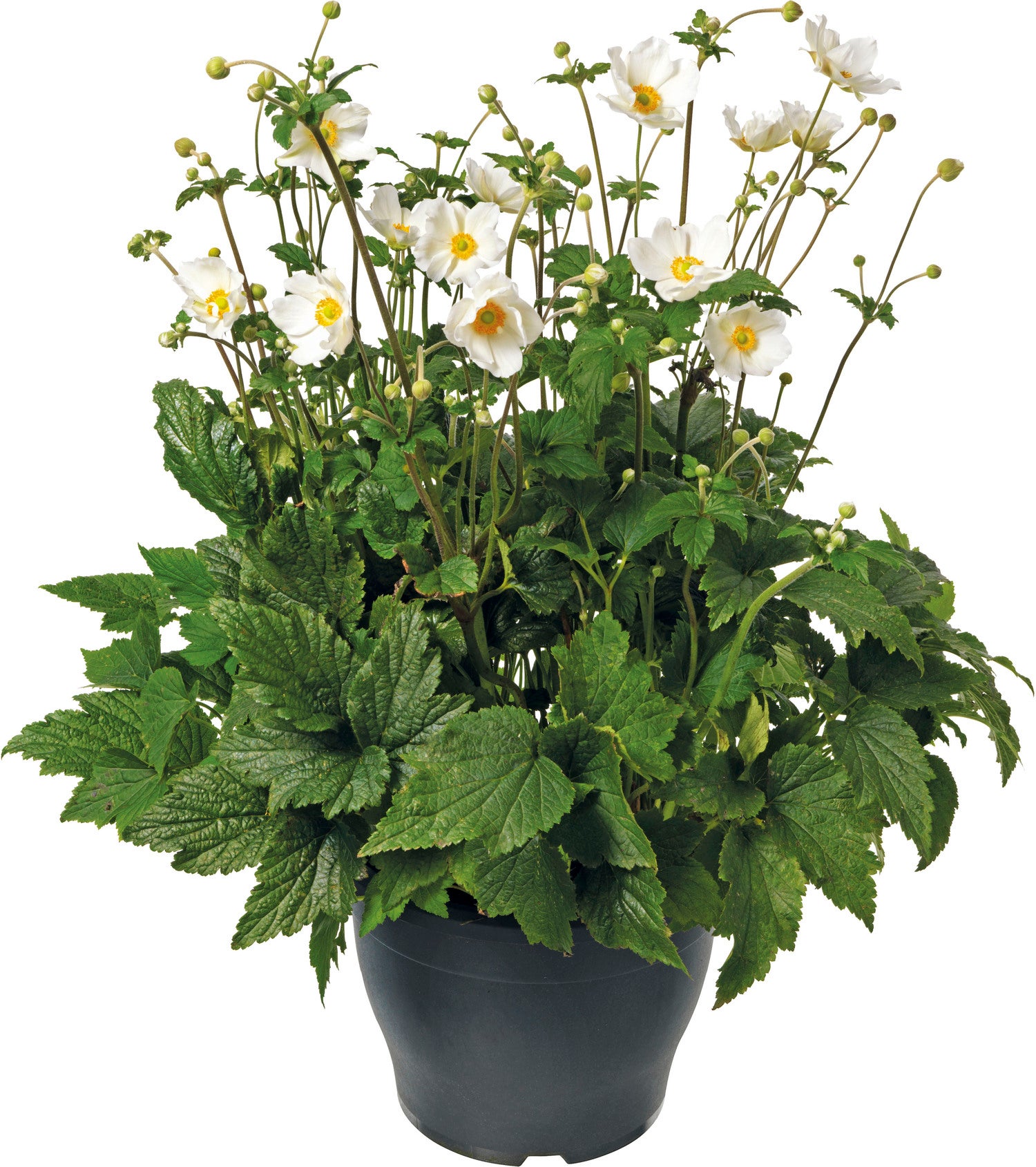 Herfstanemoon (Anemone 'Wild Swan') D 9 H 15 cm