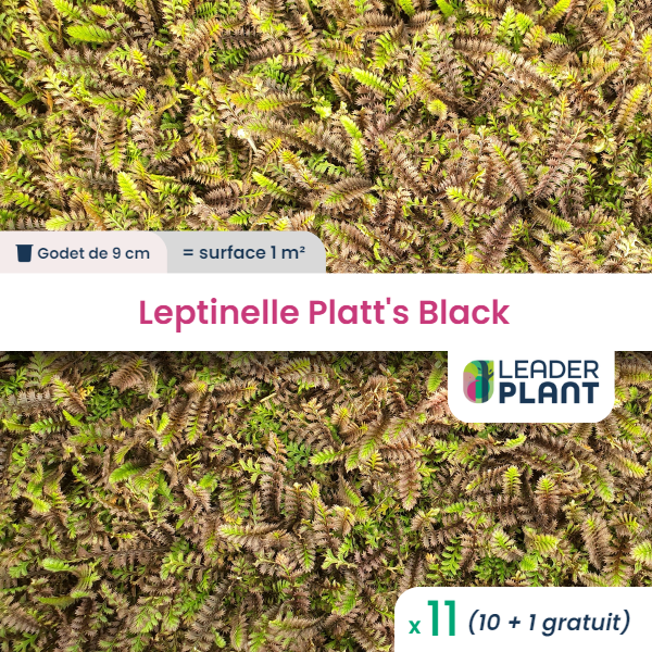 11 x leptinelle platt's black en godet