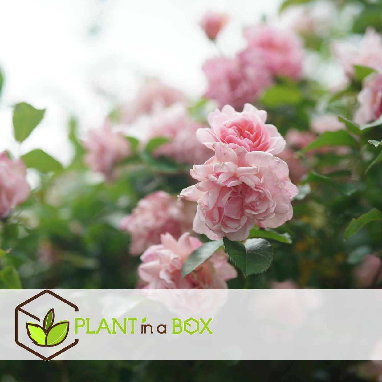 Camellia japonica 'bonomiana' - rose japonaise - pot 15cm - hauteur 50-60cm