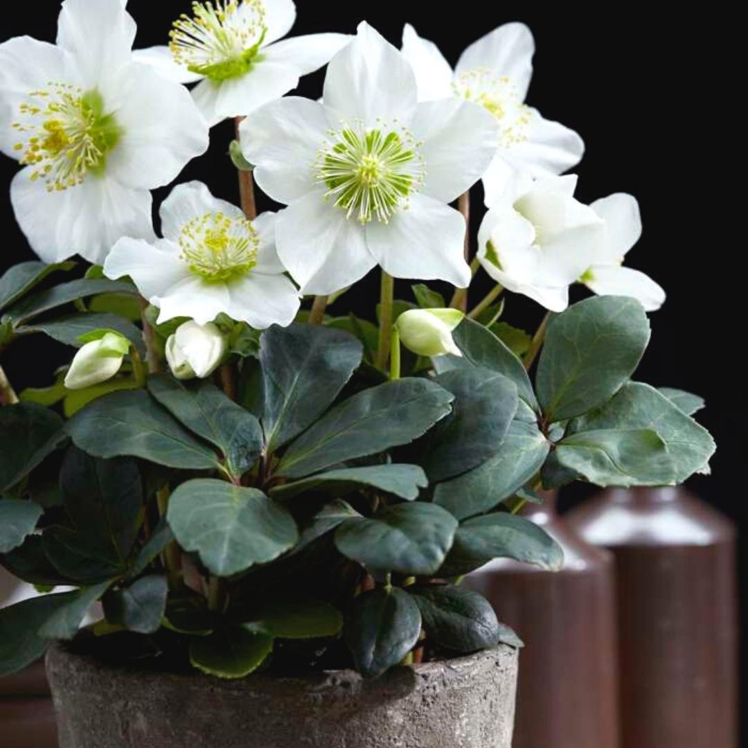 Helleborus niger 'christmas carol' - lot de 24