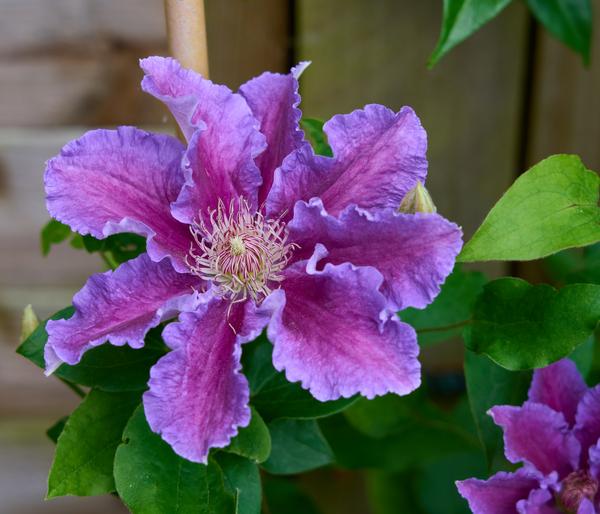 Waldrebe - Clematis 'Baroness Fookes'