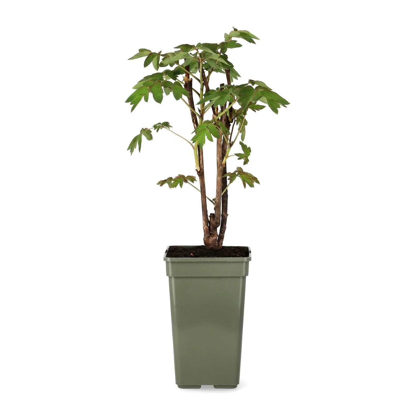 Paeonia suffruticosa Trepion Ø19 cm