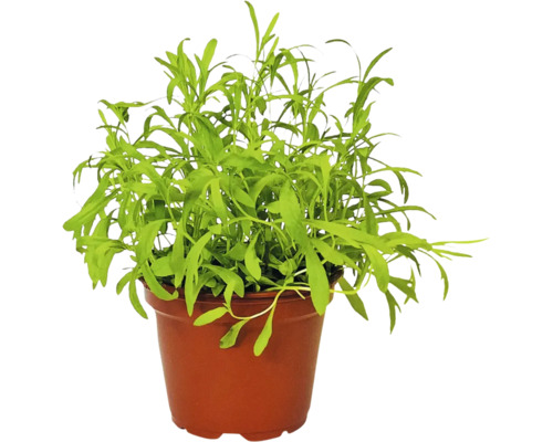 Biologische Dragon FloraSelf Biologische Artemisia dracunculus Ø 12 cm pot