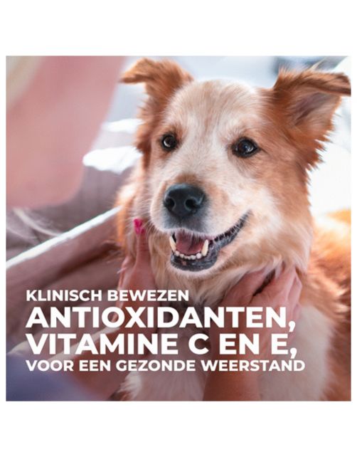 Hill's Canine Adult Small & Mini Kip - Hondenvoer