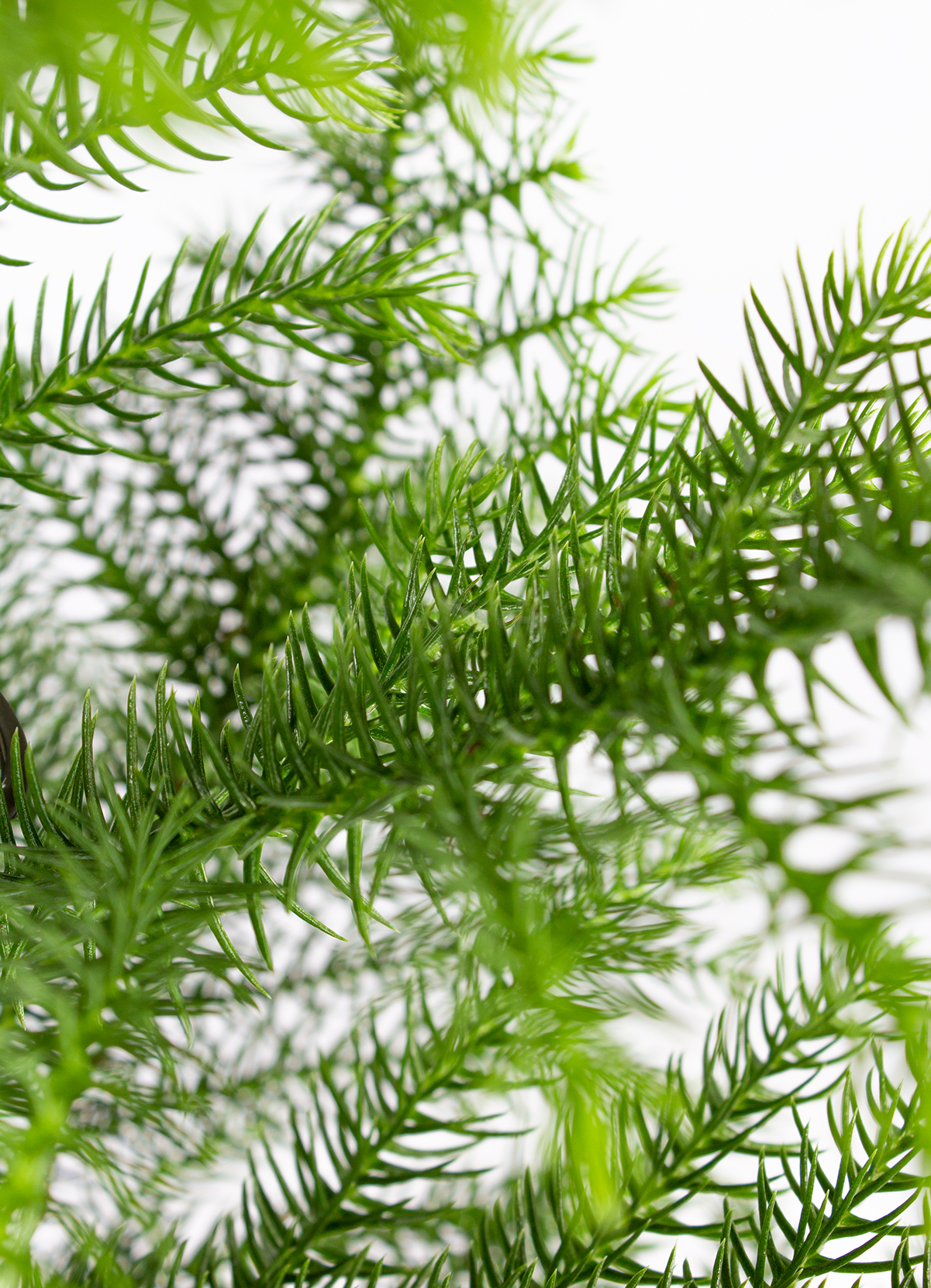Arbre à singe - araucaria - pot 17 cm - ↕ 60 cm
