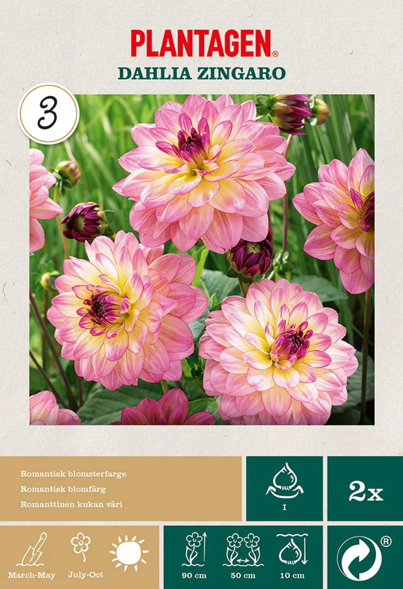 Dahlia x pinnata (Decorative Groupe) 'Zingaro' Georgine 'Zingaro'