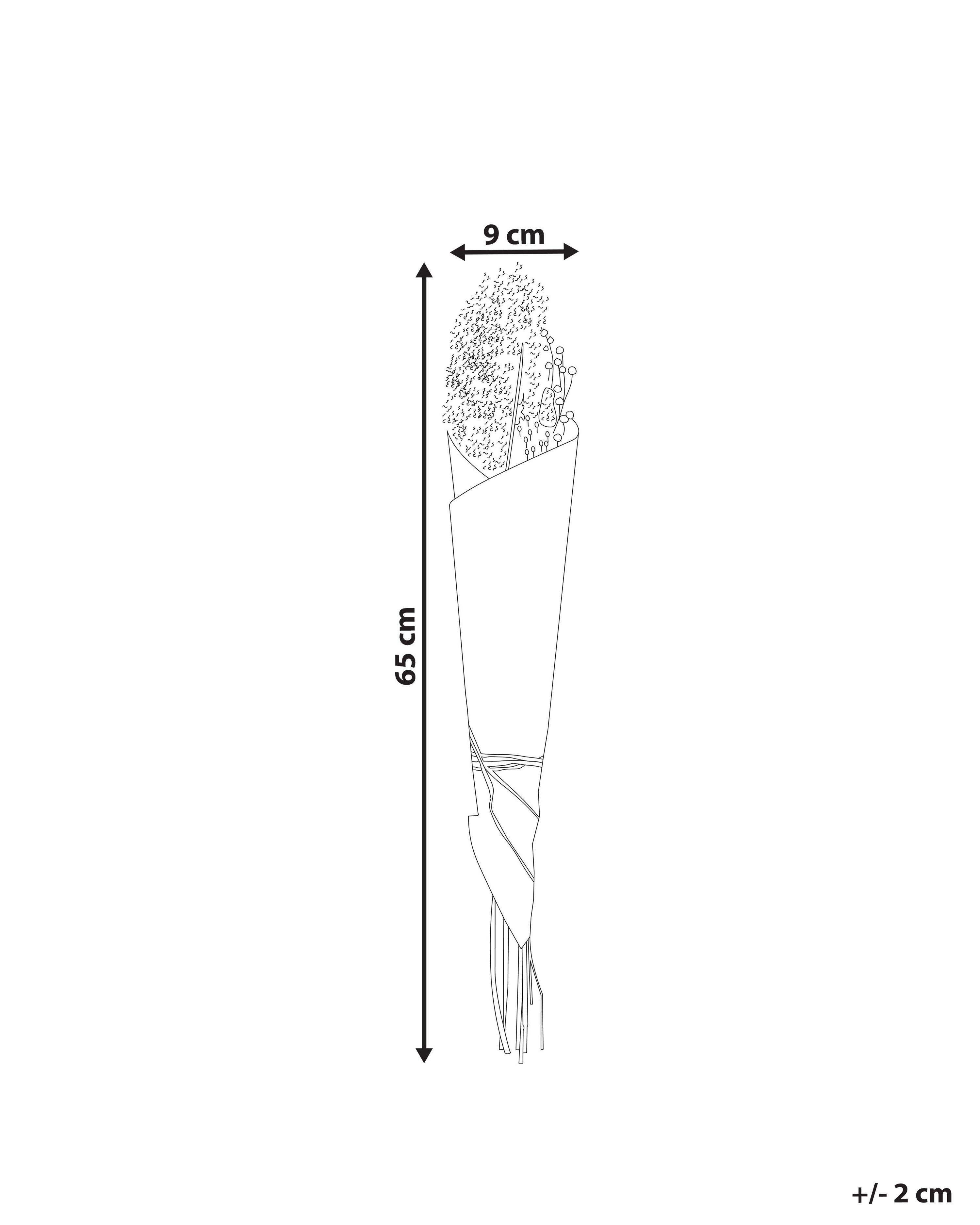 Droogbloemen boeket BRUNETE 65 cm Natuurlijk