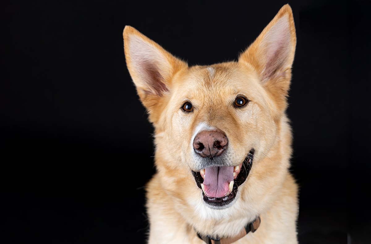 Hunde Fotoshooting Augsburg