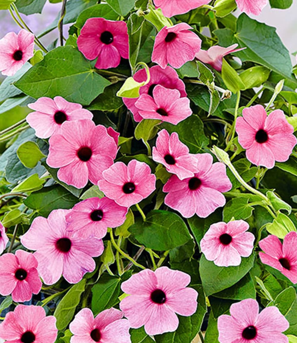 Rosa Thunbergia 'Pink Surprise'