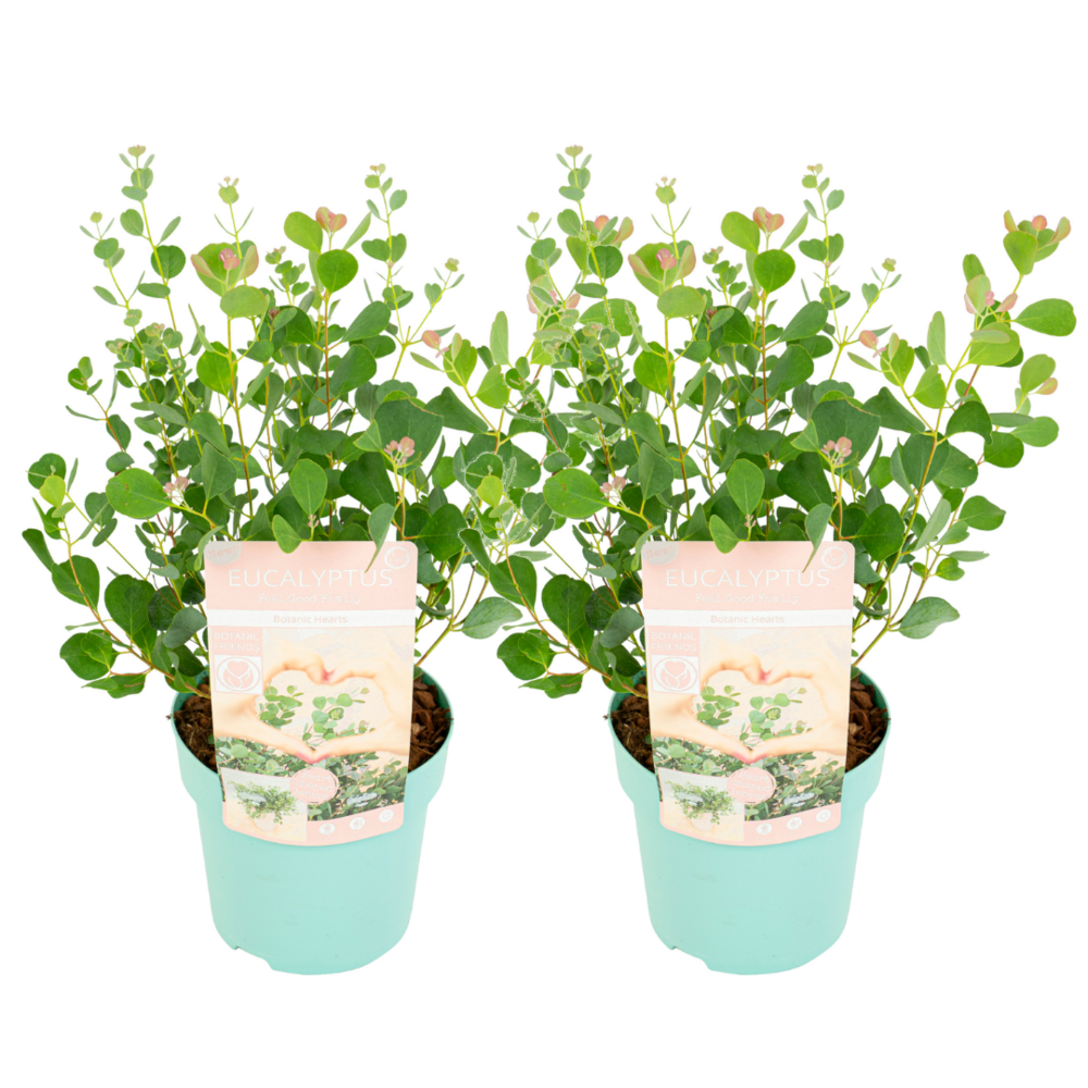 Eucalyptus botanic hearts - set de 2 - pot 19cm - hauteur 40-50cm