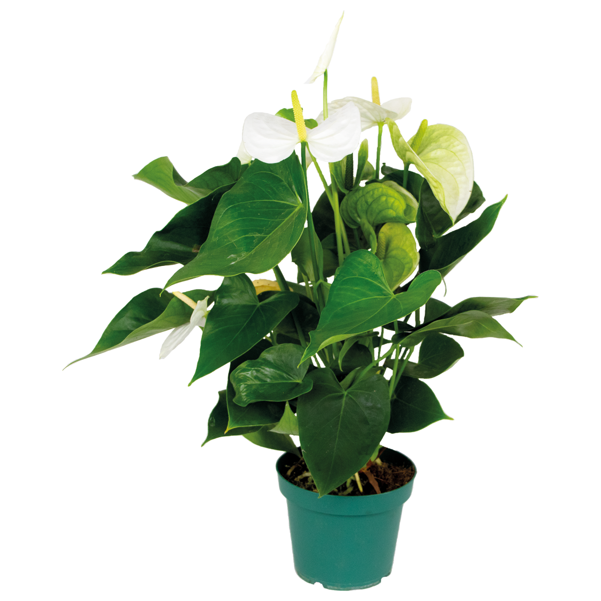 Anthurium 'aristo' blanc - flamingo plant - entretien facile - ⌀14 cm - ↕45-55 cm