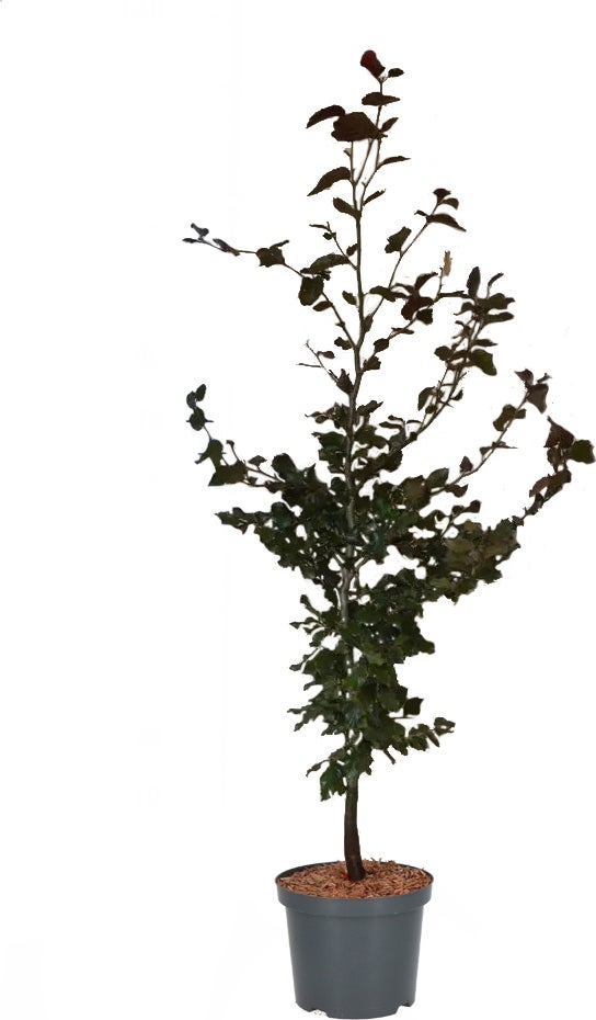 Rode Beuk (Fagus sylvatica 'Atropunicea') D 17 H 60 cm
