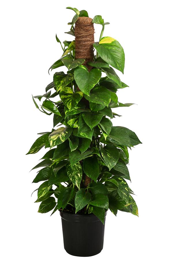 Efeutute - Epipremnum aureum 'Torro' am