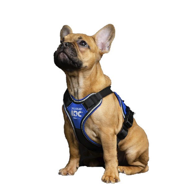 JULIUS - Coleira para Cães Julius K9 Longwalk Azul