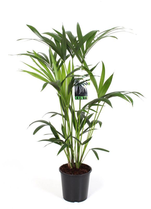 Kentia Palm (Howea Forsteriana) - Kamerplant - 17 cm