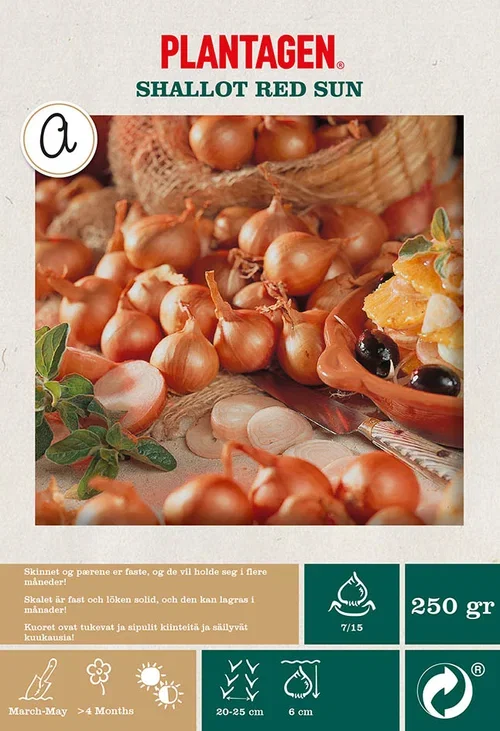 Shallot  Red Sun Sjalottløk 'Red Sun'